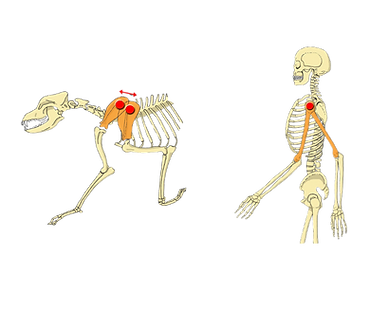 Untitled design (7).png