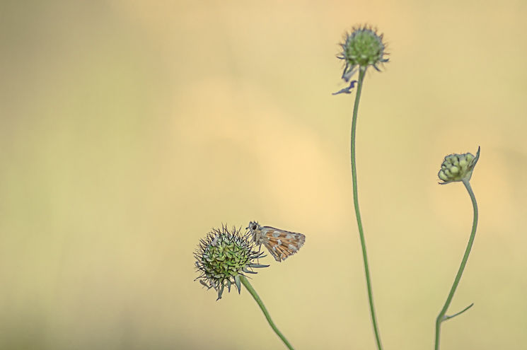 31 juillet 2017 - 16 - LD