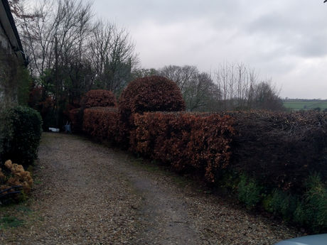 Hedge reduction completed 