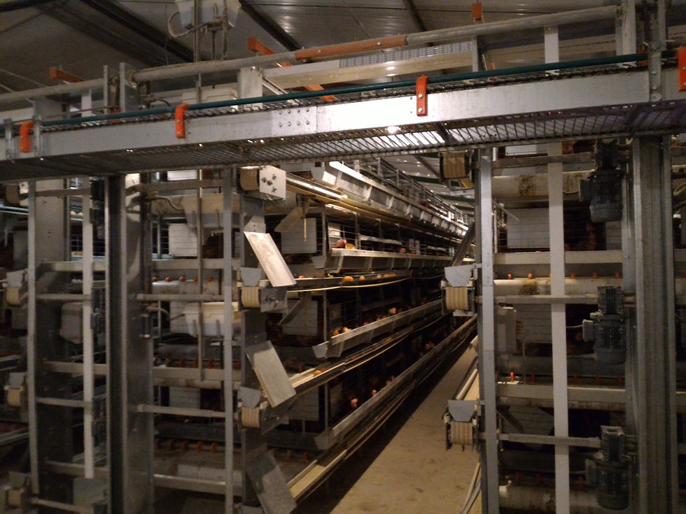 GAIOLAS ENRIQUECIDAS