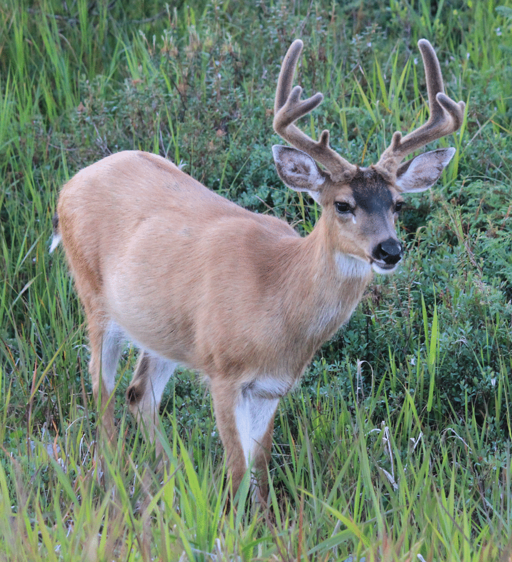 Sitka Blacktail Deer Hunt