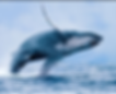 Whale-Watching.png