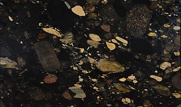 black bassi.jpg