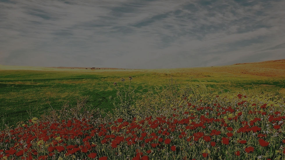 Field-of-Red-Flowers-Wallpaper-HD-2_edited_edited.jpg