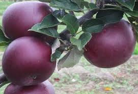 Thumbnail: BLACK Apple FRUIT- Fresh    ( Australia )