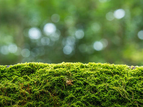 Edificios pintados con musgo, lo último para reducir el CO2 en las ciudades