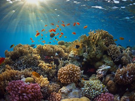 Diez películas para aprender a valorar los océanos