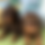 Thumbnail: Cavoodle Chocolate & Caramel