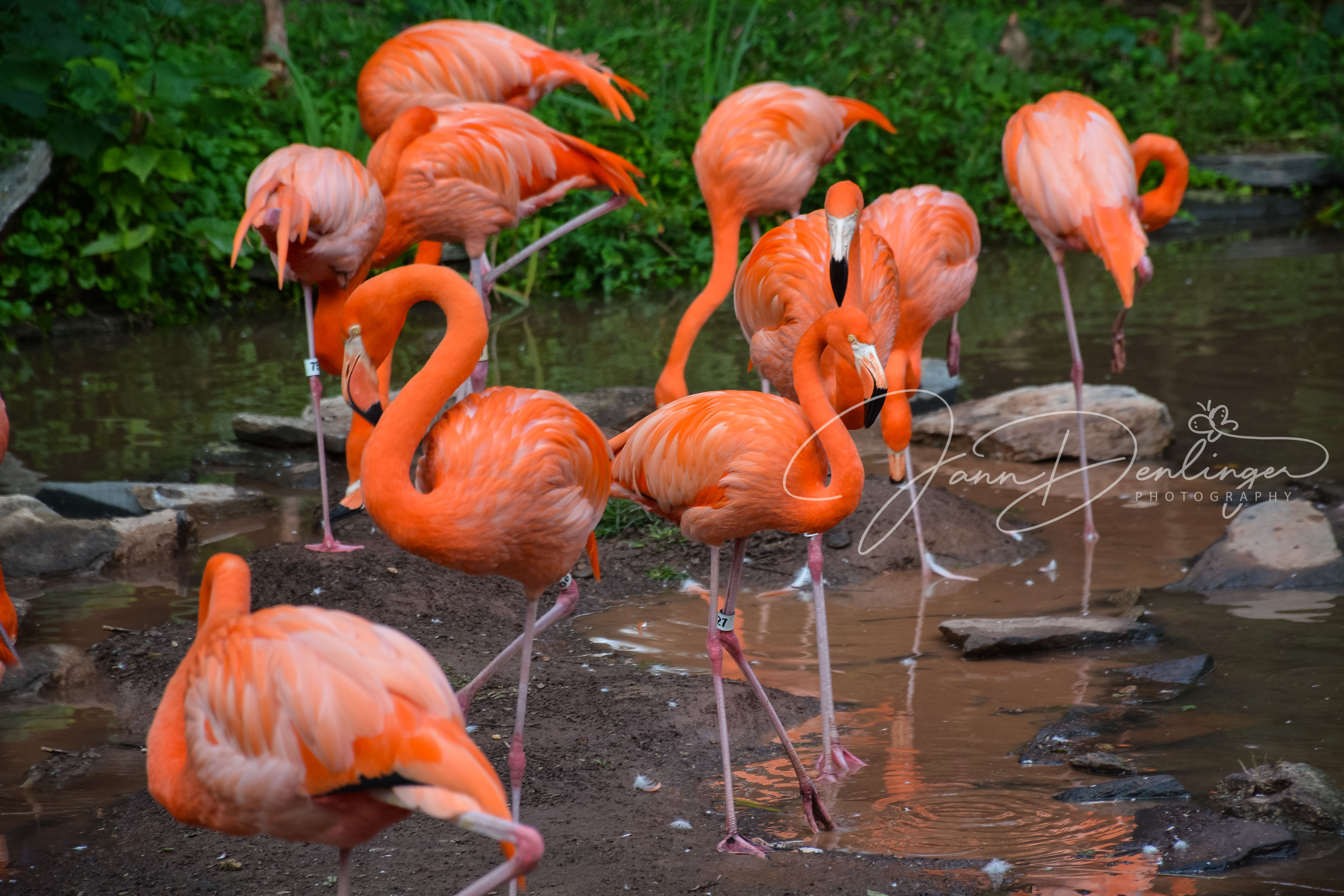 flamingos