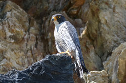 Peregrine Falcon
