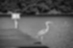 Heron's Can't Read
