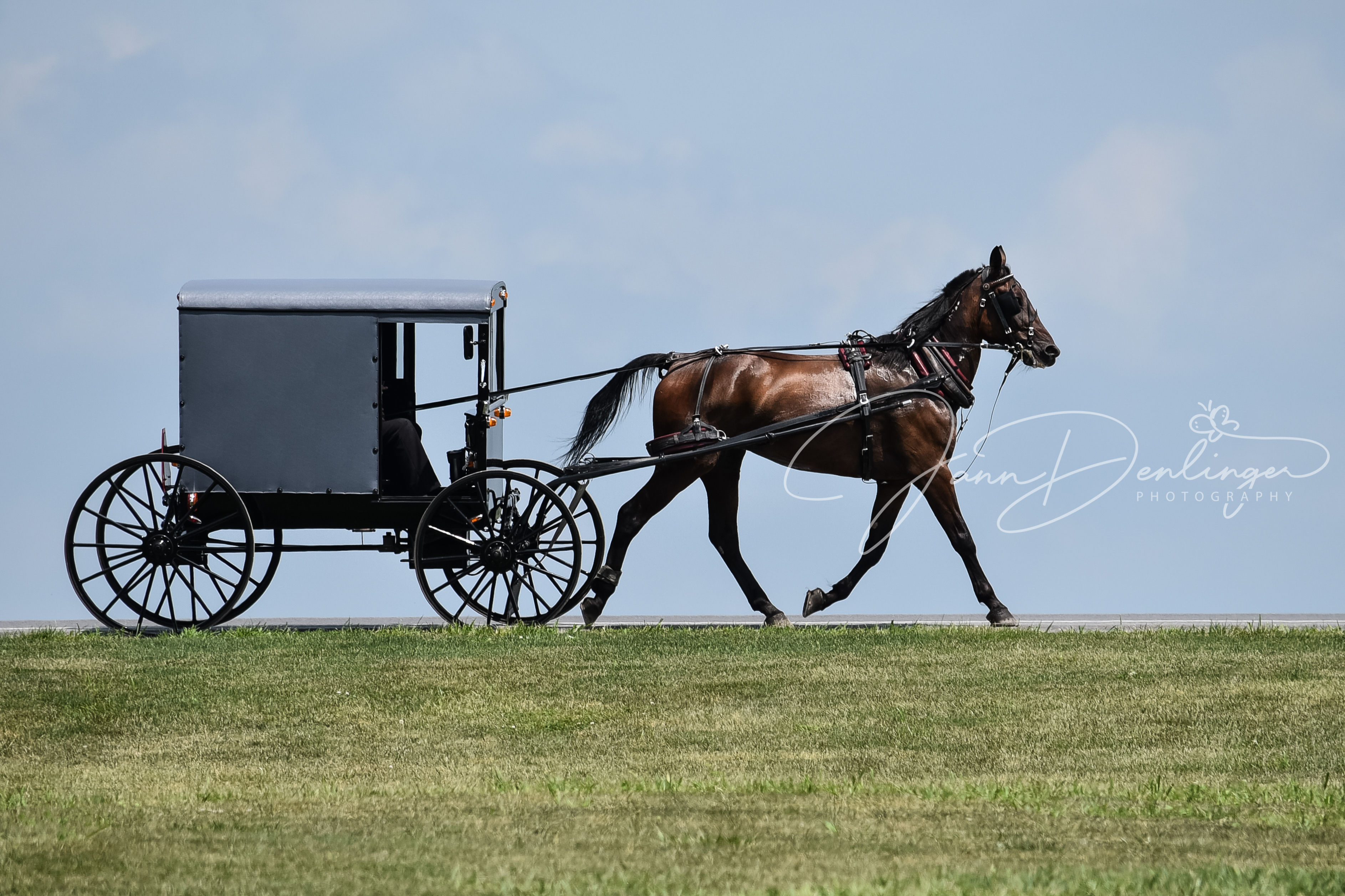 Amish horse and buggy