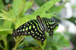 green tail butterfly