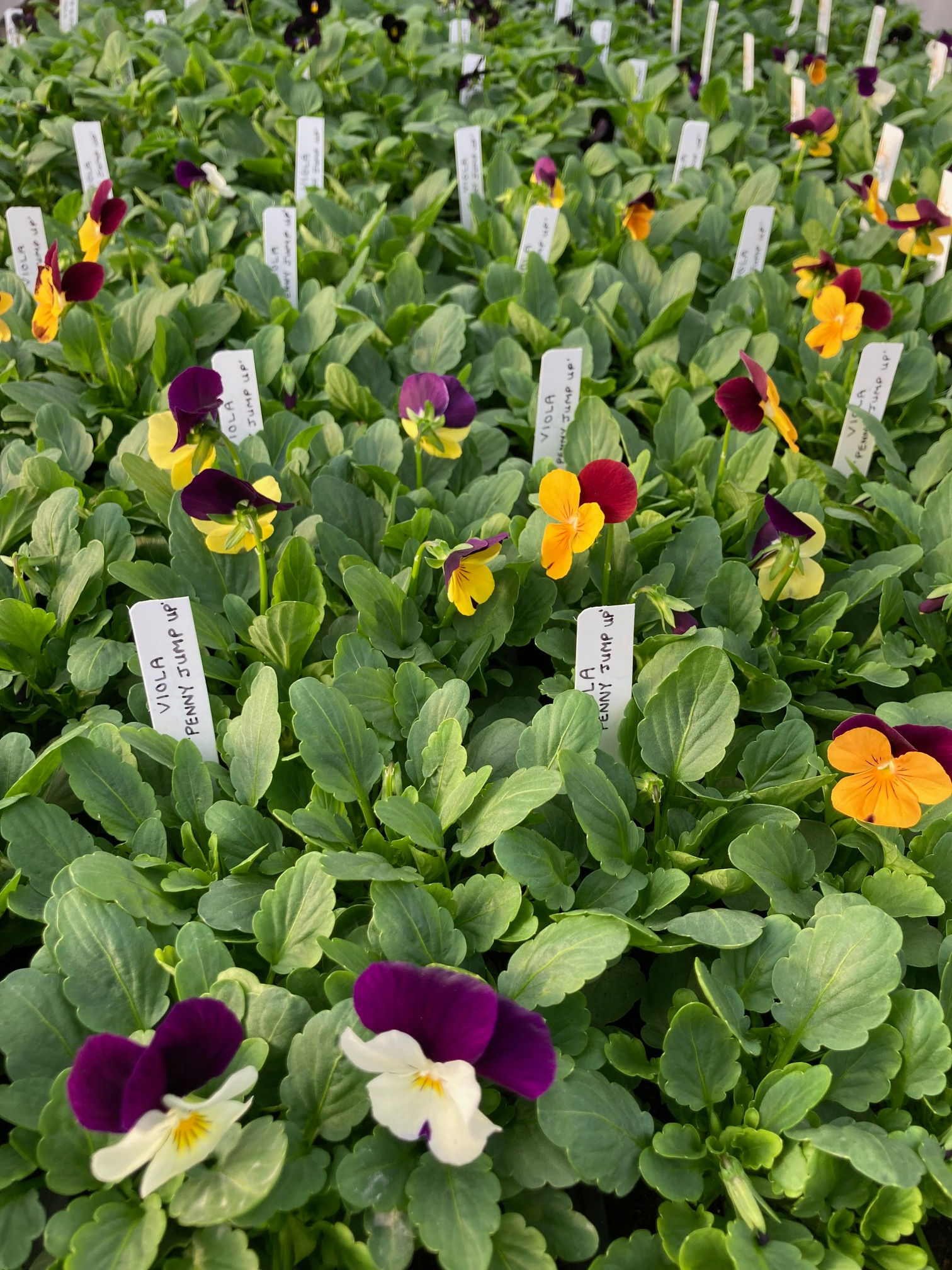 Viola "Penny Jump Up", 4-pack Plants