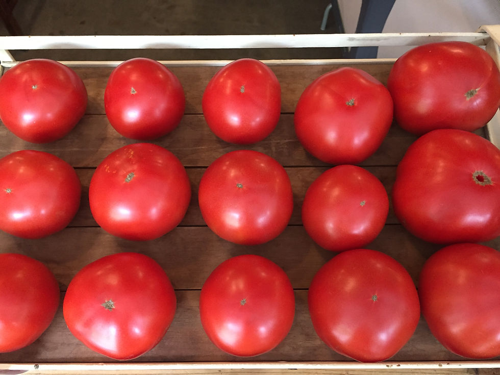 Thumbnail: Slicer/Large Fruit Tomatoes, 4.5" Potted Plants