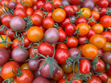 Farm Box, Tomatoes, & Sunflowers!