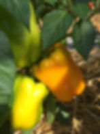 Thumbnail: Sweet/Bell Peppers, 4" Potted Plant