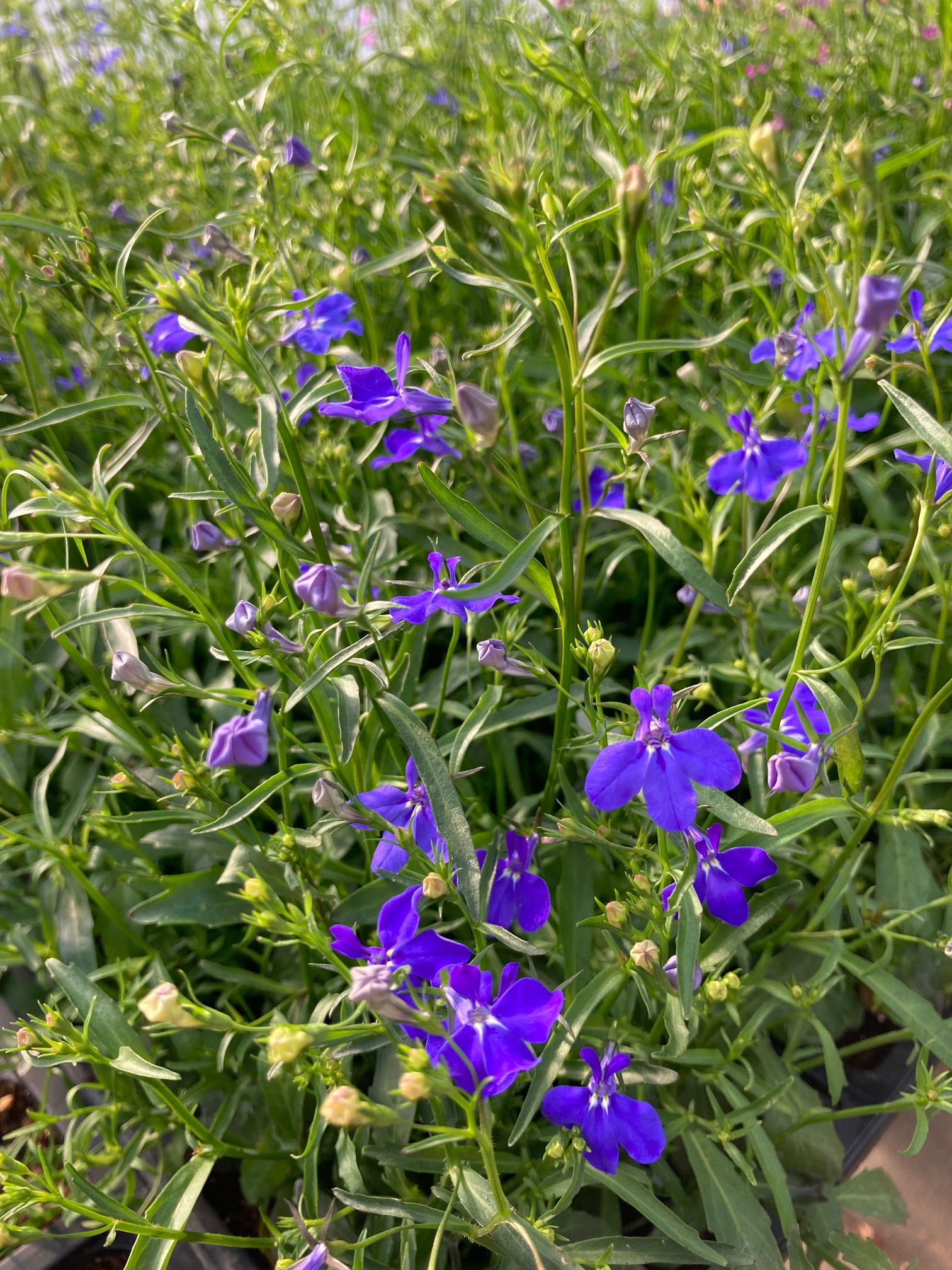Lobelia "Regatta Midnight Blue" - 4" Potted Plant