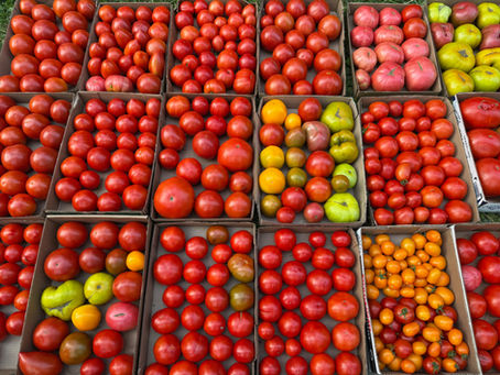 It's Peak Tomato Season!