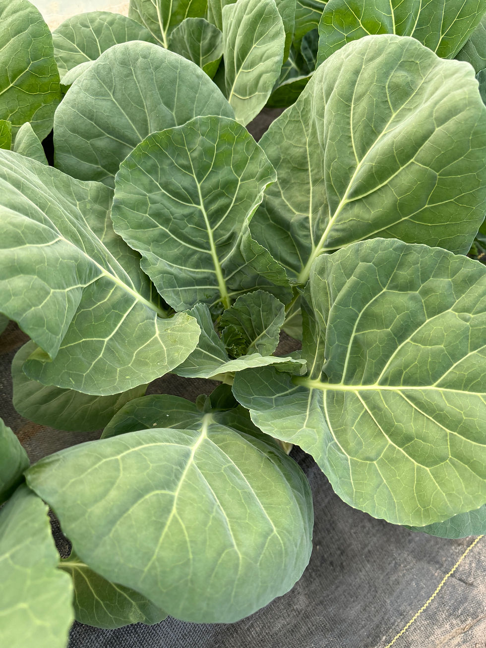 Thumbnail: Collard Greens