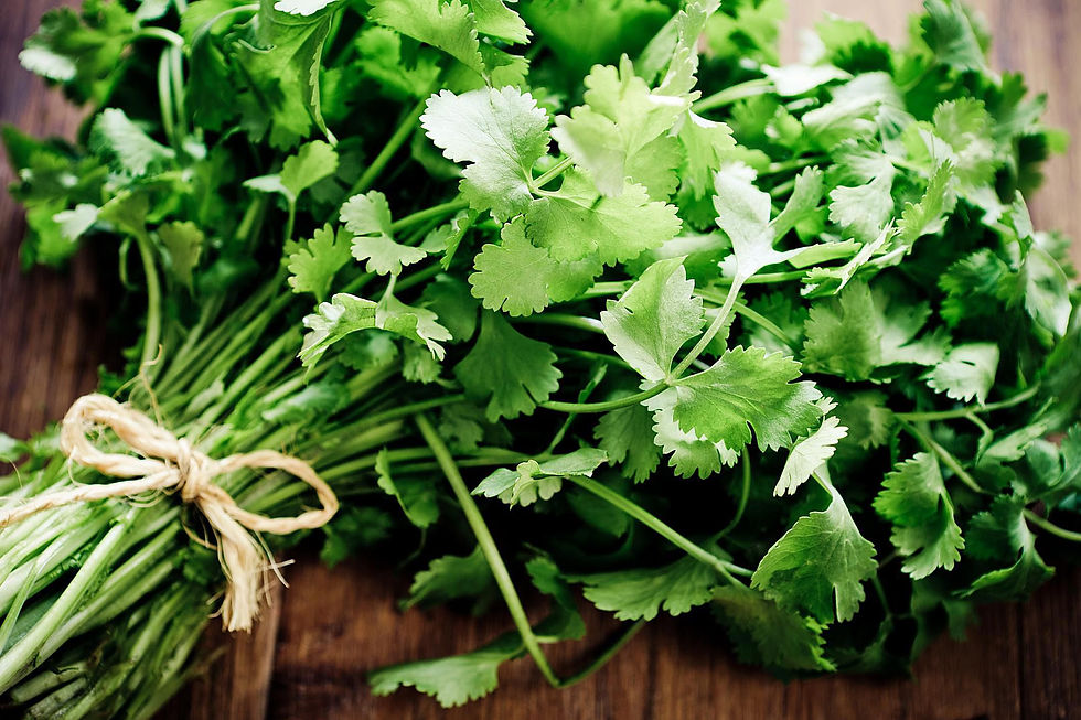 Thumbnail: Cilantro, 4" Potted Plant