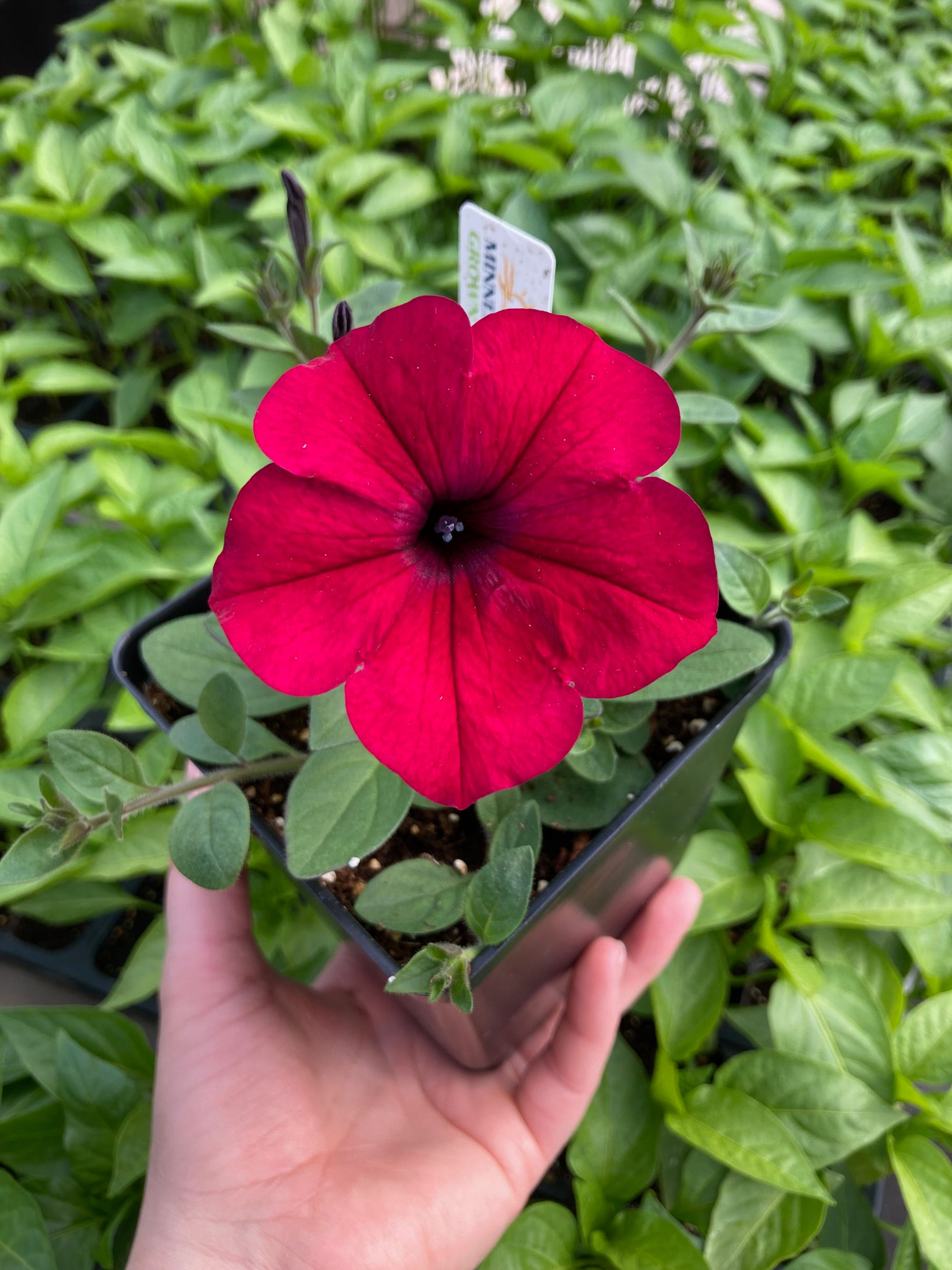 Petunia "Easy Wave Velour Red", 4.5" Potted Plant