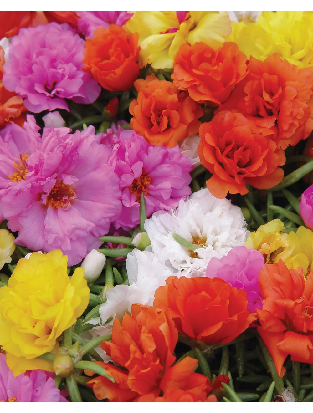 Portulaca, 4-pack Plants