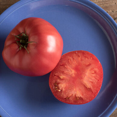 Thumbnail: Slicer/Large Fruit Tomatoes, 4.5" Potted Plants