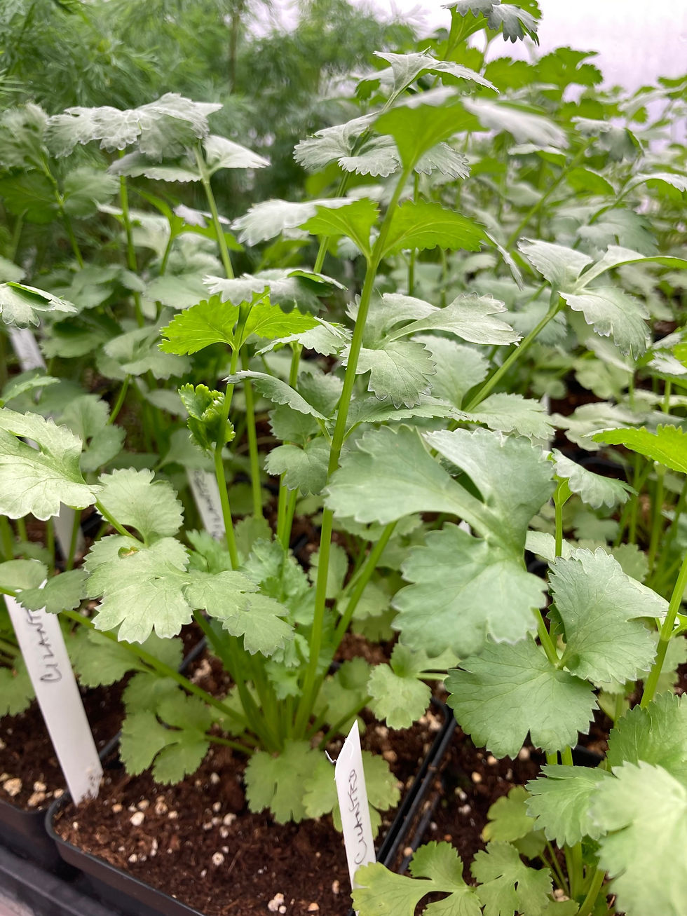 Thumbnail: Cilantro, 4" Potted Plant