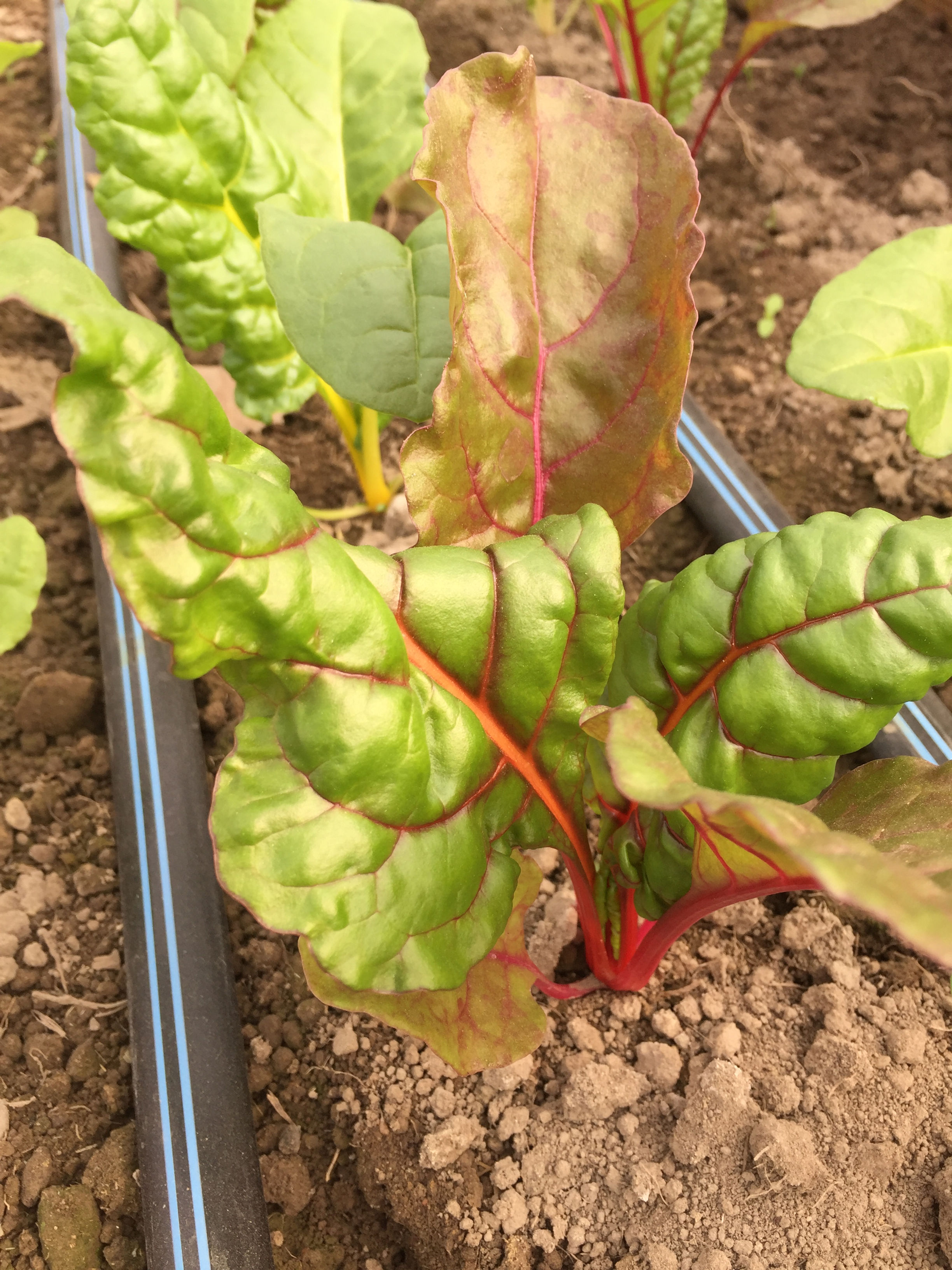 Swiss Chard, 6-pack Plants