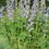 Thumbnail: Baptisia "Blue False Indigo", 4" Potted Plant