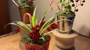 House Plants Make the Perfect Gift!