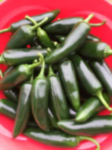 Hot Peppers, 4" Potted Plant