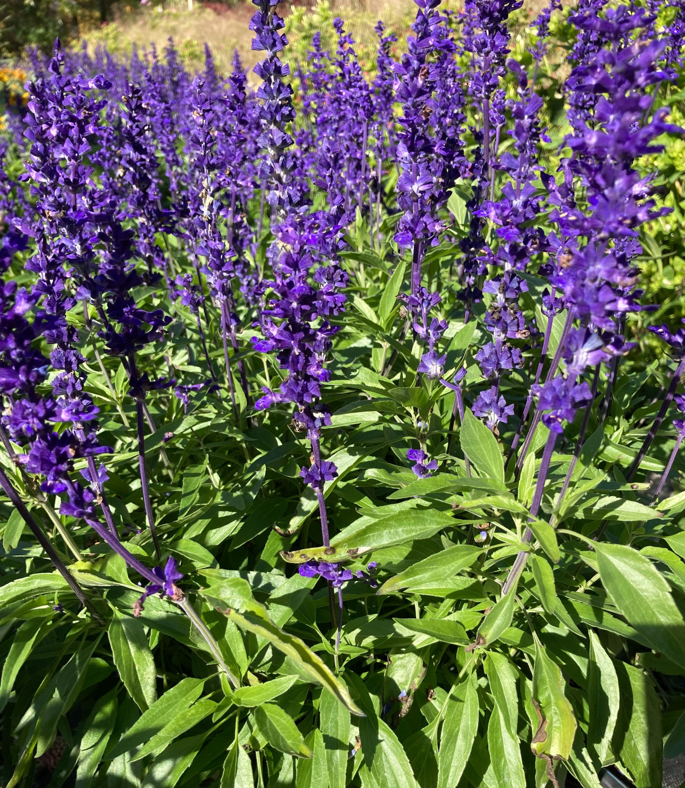 Salvia "Victoria", 4-pack Plant