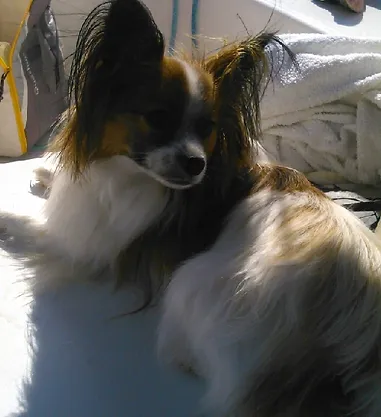 Chiot 14 Epagneul Papillon Chiot 14 Epagneul Papillon