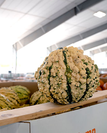 Warty green and white gourd from The Autumn Charm Company.