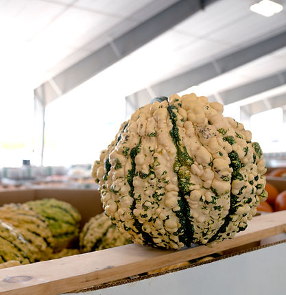 Warty green and white gourd from The Autumn Charm Company.