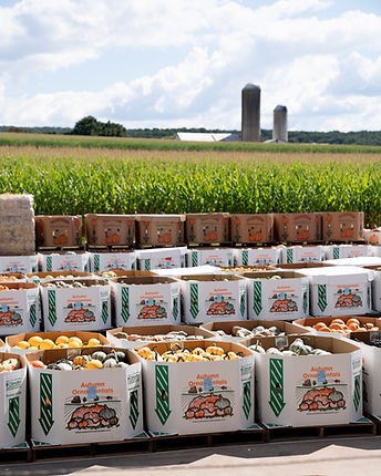 a large group of pretty fall pumpkins.jpg