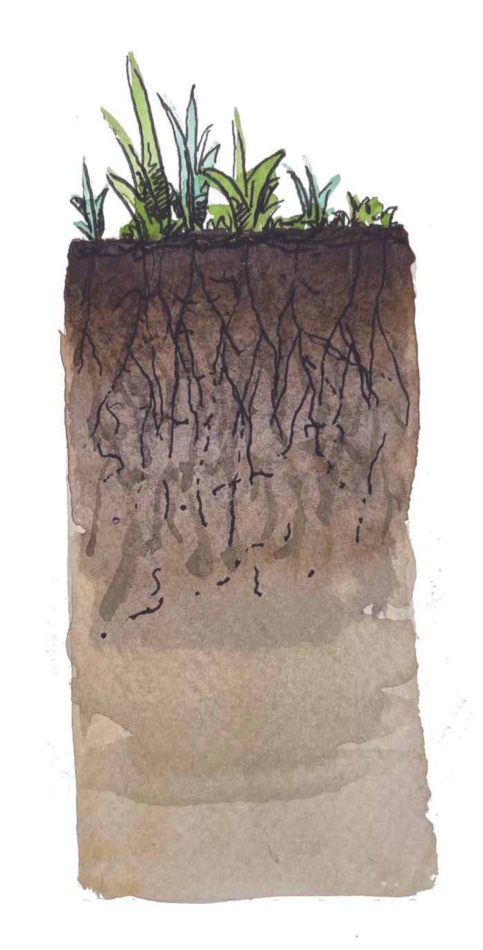 Acolchado o cubierta vegetal Tierra viva: materia orgánica, organismos, humedad, bacterias, hongos… Tierra profunda: más pobre, sin aire, más fría, sin materia orgánica…