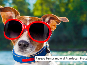 Paseos Temprano o al Atardecer: Protege a Tu Perro del Calor Intenso