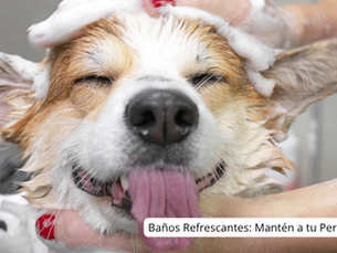 Baños Refrescantes: Mantén a tu Perro Fresco y Feliz en el Verano