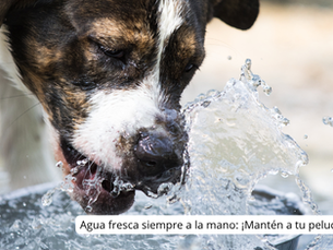 Agua fresca siempre a la mano: ¡Mantén a tu peludo bien hidratado! El calor aquí es intenso.