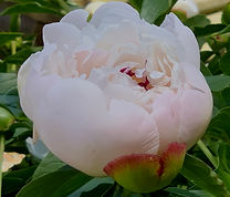 IMG_0907.JPG