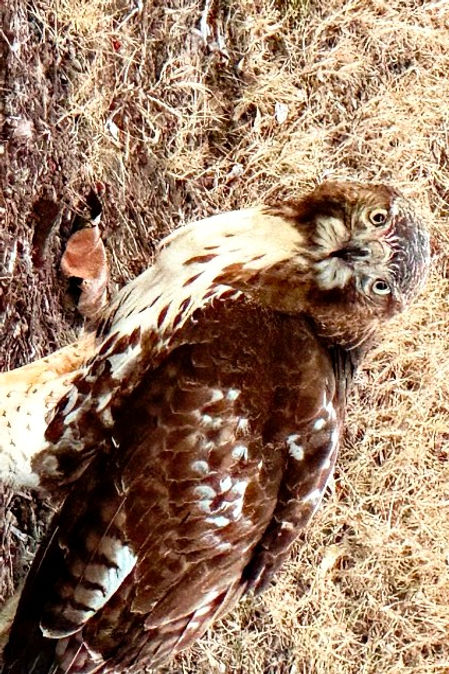 Hawk surpise - web.jpg