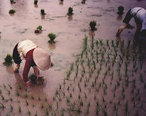 1988 Thinning + replanting rice.jpg