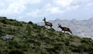 2011 Wyoming Antelope Escape.JPG