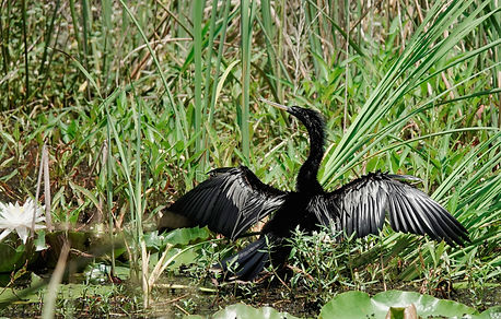 Anhinga.JPG