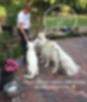 Hundetrainerin Marion Hoeft und ihre Hunde