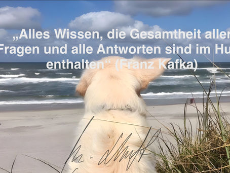 Die Weisheit und Ehrlichkeit der Hunde