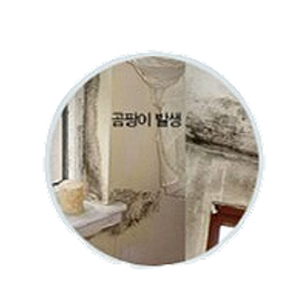곰팡이 발생